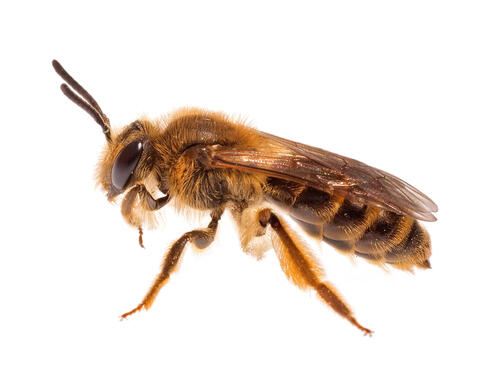 A closeup of a yellow and black mining bee on a white background