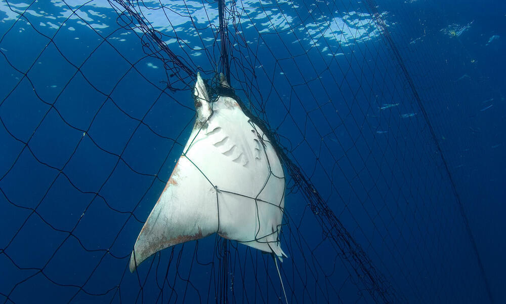 Ghost fishing' kills 650,000 animals a year but researchers think they have  a solution