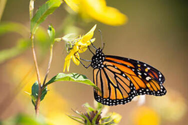 Monarch Butterfly  Rainforest Alliance