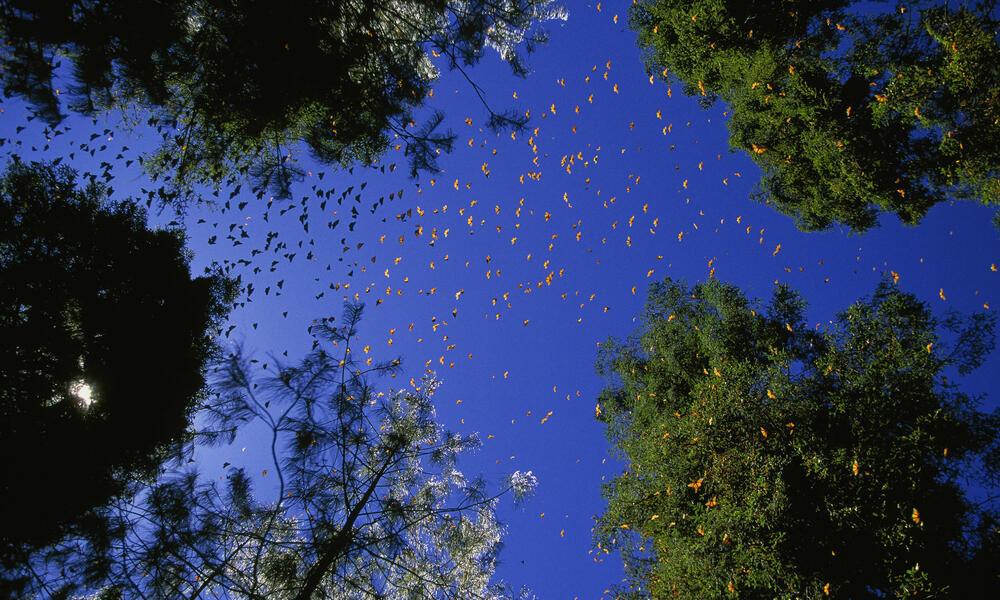 Swarm of Monarch butterflies