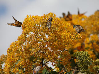 Monarch butterflies in Mexico reserve