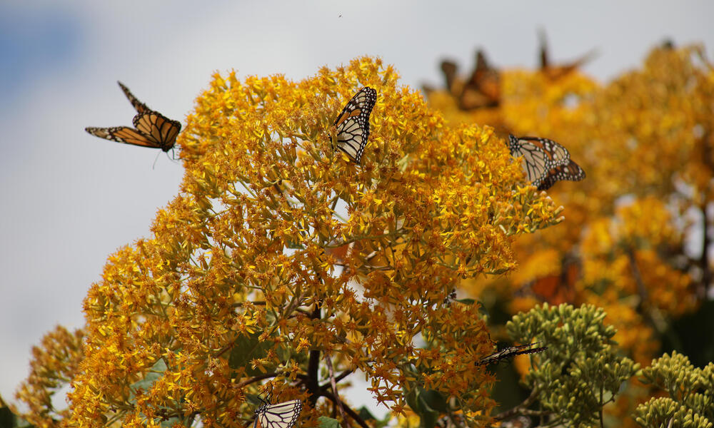 Monarch butterflies in Mexico reserve