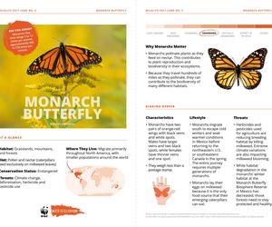 Monarch Butterfly Species Card