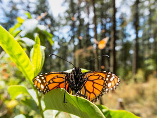 A monarch butterfly sits on a green leaf with its wings spread