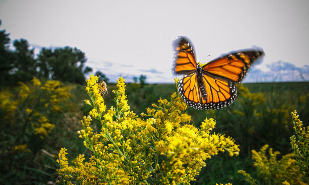 Monarch among goldenrod