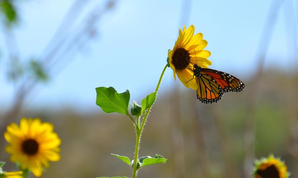 monarch on flower