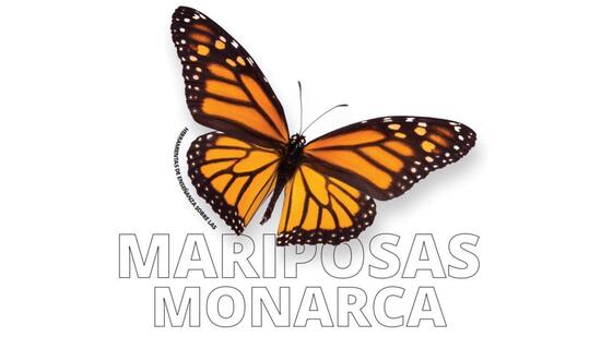 Herramientas Completas sobre las Mariposas Monarca