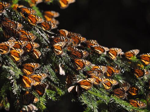 Monarch butterflies in tree
