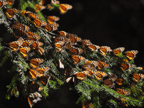 Monarch butterflies on a branch.