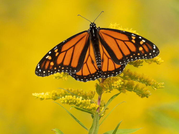 Monarch butterfly