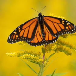 Monarch butterfly
