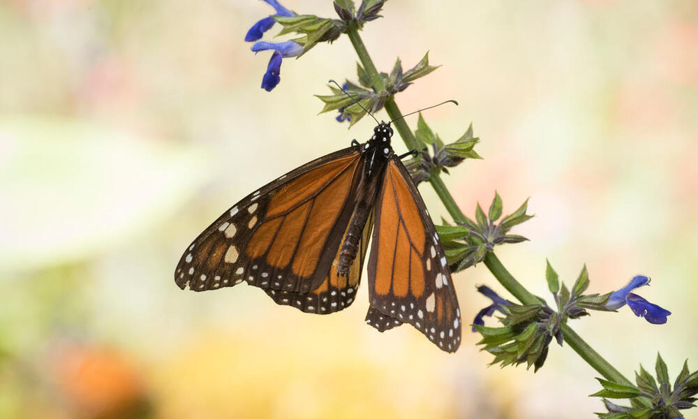 Monarch butterfly perched on a purple flowered stem in the El Rosario Monarch Reserve in Mexico