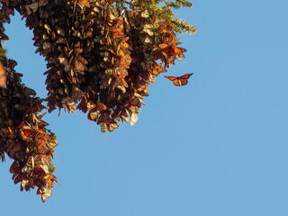 Monarch butterflies on oyamel fir tree
