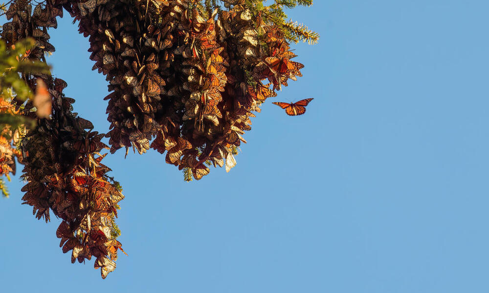 Monarch butterflies on oyamel fir tree