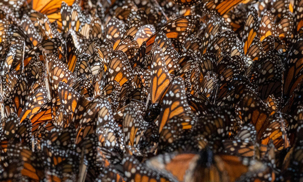Dozens of monarch butterflies cluster on a tree in butterfly reserve in Mexico