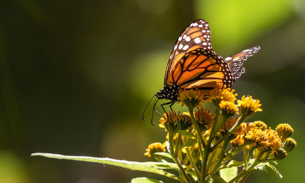 A single monarch butterfly rests upon a yellow flowering plant inside a butterfly reserve in Mexico