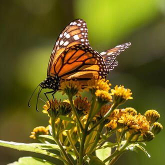 A single monarch butterfly rests upon a yellow flowering plant inside a butterfly reserve in Mexico