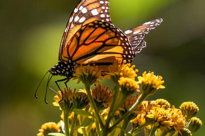 A single monarch butterfly rests upon a yellow flowering plant inside a butterfly reserve in Mexico