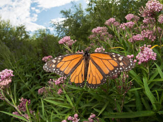 A monarch sits on some purple-pink milkweed