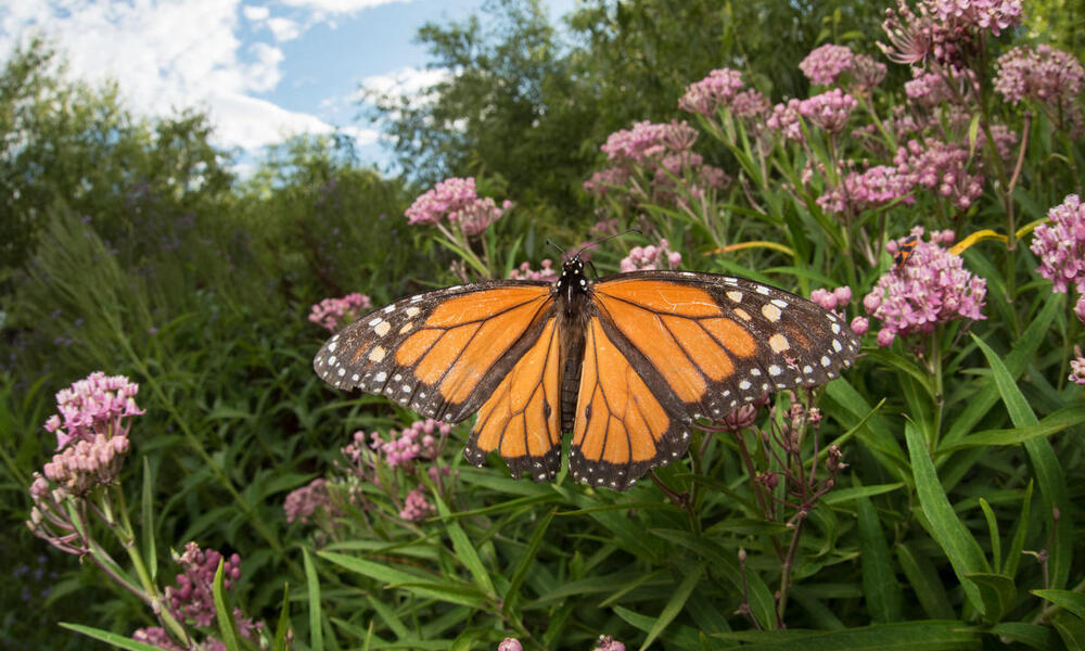 A monarch sits on some purple-pink milkweed