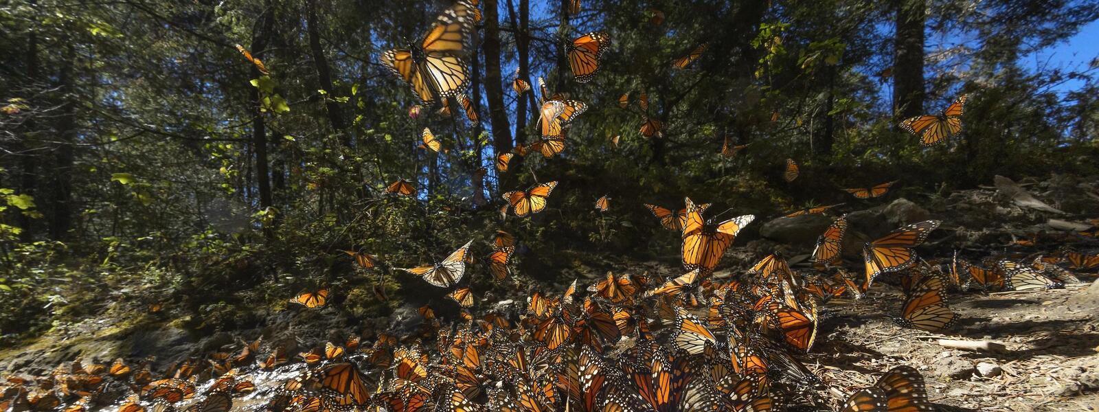 Close up a large gathering of monarch butterflies with some flying off into the air with a forest backdrop