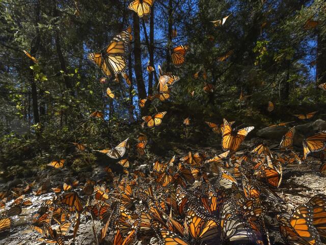Close up a large gathering of monarch butterflies with some flying off into the air with a forest backdrop