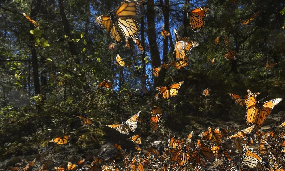 Close up a large gathering of monarch butterflies with some flying off into the air with a forest backdrop