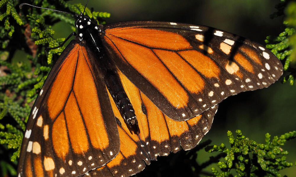 A monarch butterfly on a branch.