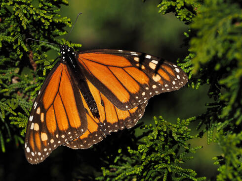 A monarch butterfly on a branch.
