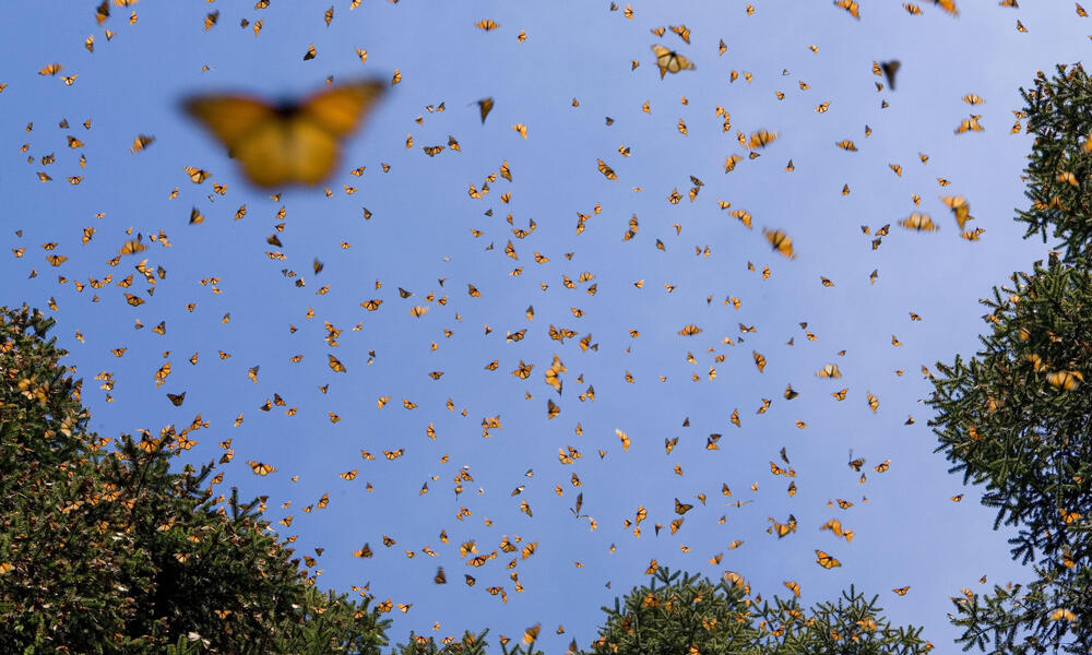 monarchs in sky