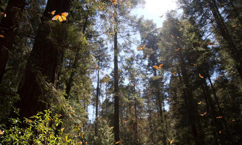 monarchs in trees in Mexico