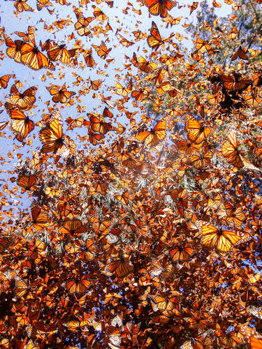 Thousands of monarchs fly around a forest reserve in Mexico on a sunny day