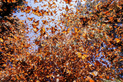 Thousands of monarchs fly around a forest reserve in Mexico on a sunny day
