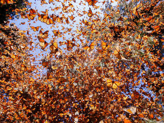 Thousands of monarchs fly around a forest reserve in Mexico on a sunny day