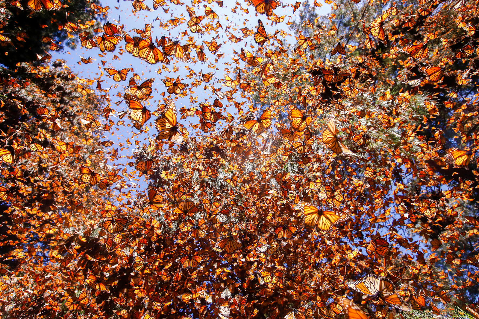 Thousands of monarchs fly around a forest reserve in Mexico on a sunny day