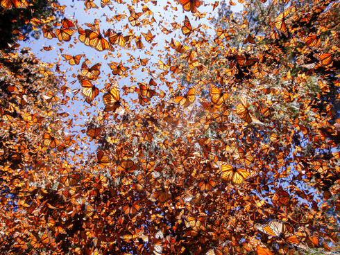 Thousands of monarchs fly around a forest reserve in Mexico on a sunny day