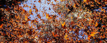 Monarch butterflies