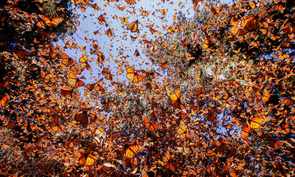 Migrating monarch butterflies create a brilliant sky (VIDEO)