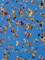 Areas of forest occupied by the colonies of monarch butterflies in Mexico during the 2021-2022 overwintering period Brochure
