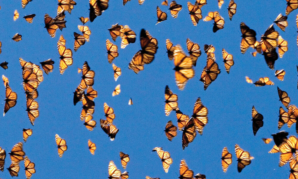 monarchs in flight