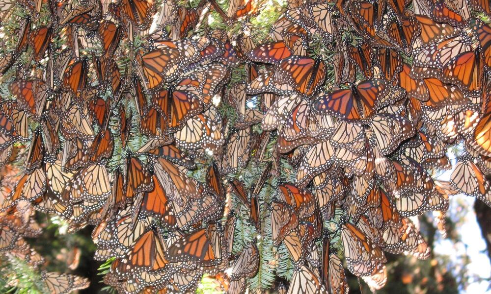 Así afectan las manchas de las alas de la mariposa monarca en su migración