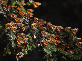 Monarchs settled on tree branch