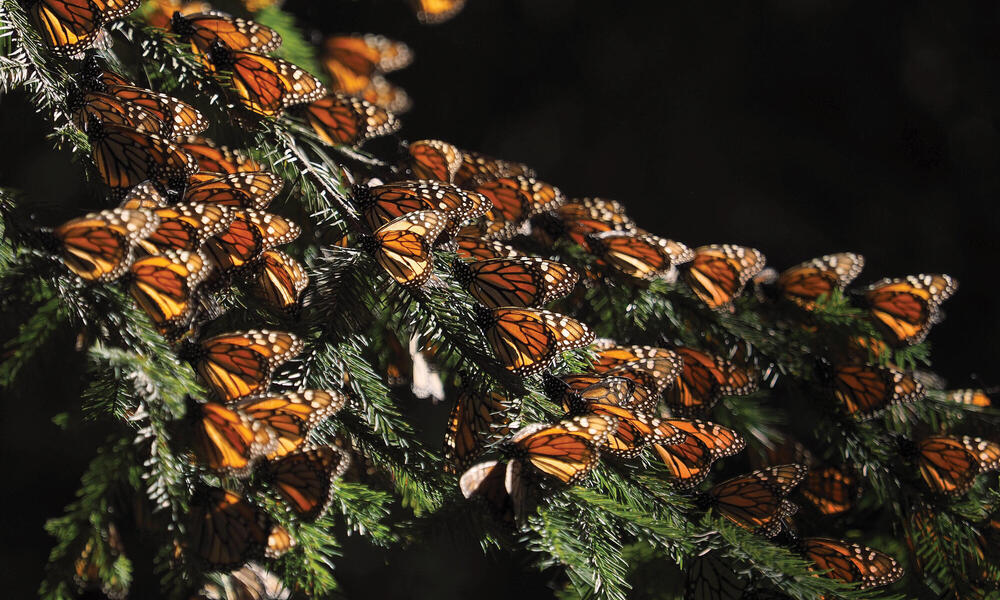Disminuye la mariposa monarca del Este de Norteamérica y aumenta la  degradación forestal en su hábitat de hibernación | Historias | Descubre WWF