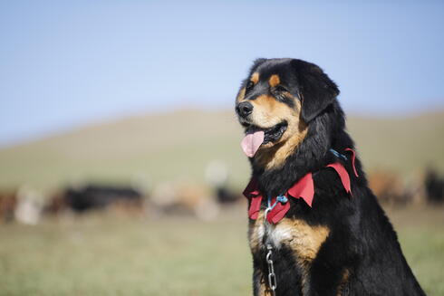 Closeup of a black dog with brown markings and a blurred herd of livestock in the background