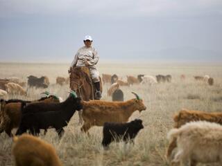 A man on horseback herding goats on a dry grassy landscape
