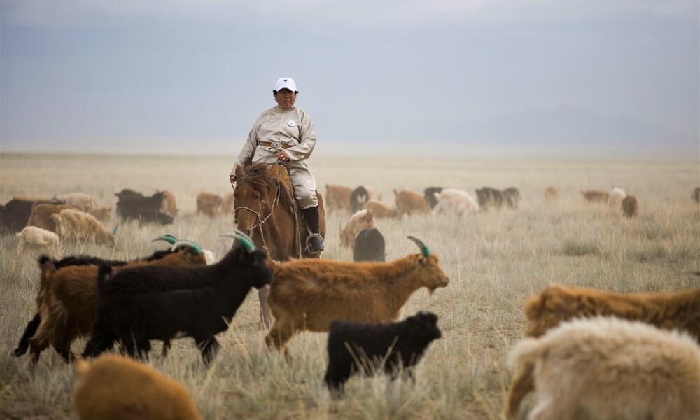 A man on horseback herding goats on a dry grassy landscape