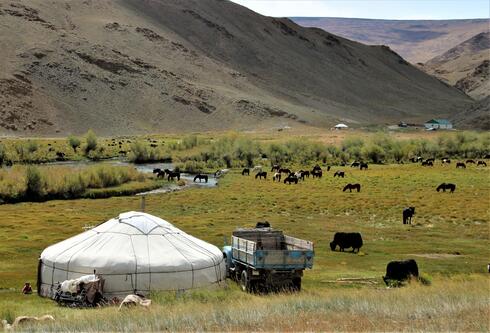 Yak and horses grazing on a vast green field with a brown mountain range in the background and a white tent in the foreground