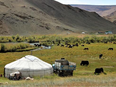 Yak and horses grazing on a vast green field with a brown mountain range in the background and a white tent in the foreground