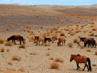 A group of wild horses grazing on a desert landscape