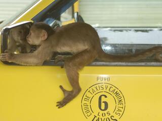 Monkey looking in taxi mirror.